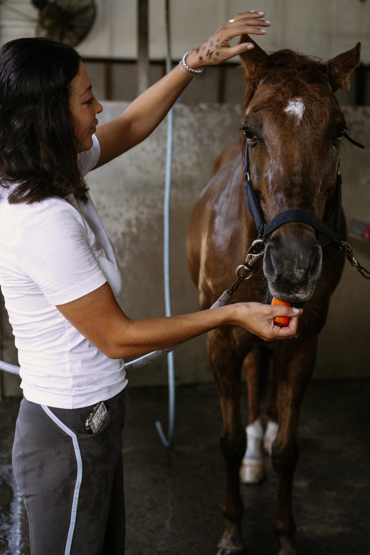 A young woman feeds carrots to a horse. Close up on veterinary doctor taking care of pet