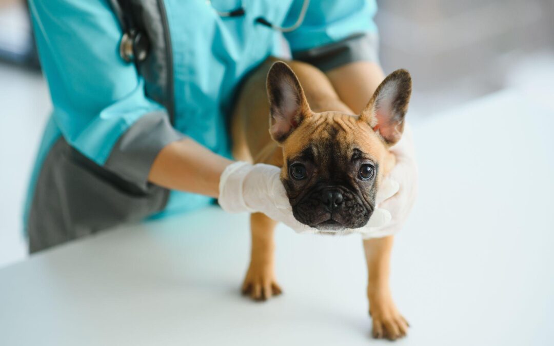 The Role of Chiropractic in Managing Hip Dysplasia in Dogs