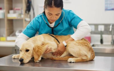 Why Working Dogs (Service, Police, Agility, Herding) Need Routine Chiropractic Care to Stay Injury-Free